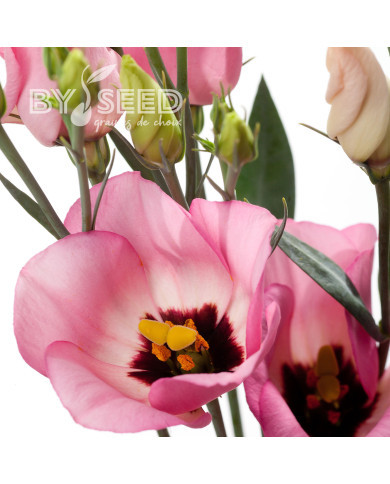 Lisianthus F1 Oletha II-III (graines enrobées)