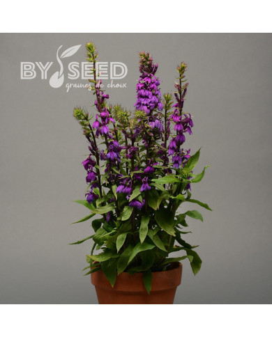 Lobelia Starship Blue (graines enrobées)