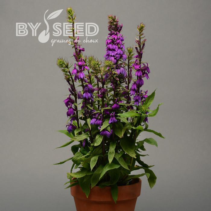 Lobelia Starship Blue (graines enrobées)