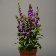 Lobelia Starship Blue (graines enrobées)