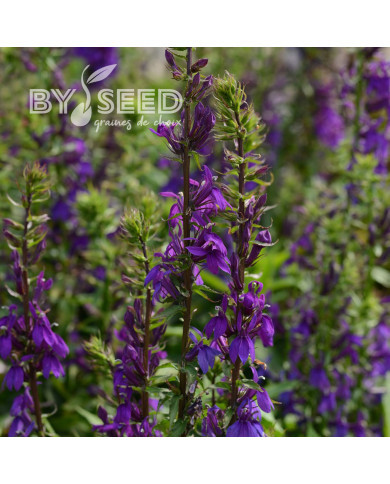 Lobelia Starship Blue (graines enrobées)