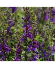 Lin annuel Bleu BIO (Linum usitatissimum)