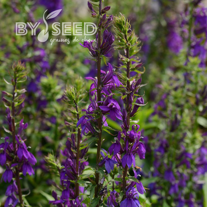 Lobelia Starship Blue (graines enrobées)
