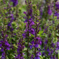 Lobelia Starship Blue (graines enrobées)