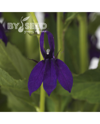 Lobelia Starship Blue (graines enrobées)