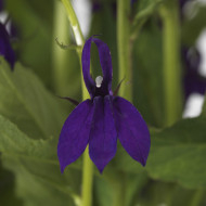 Lobelia Starship Blue (graines enrobées)