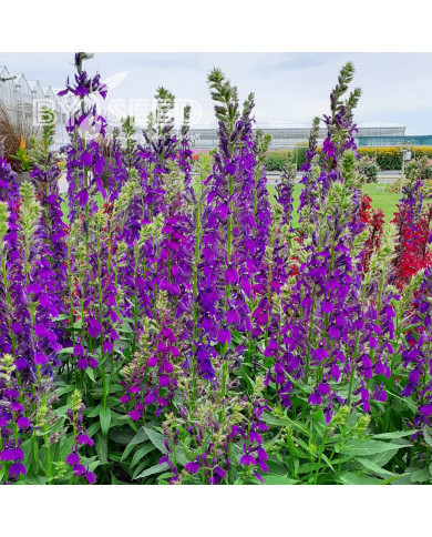 Lobelia Starship Blue (graines enrobées)
