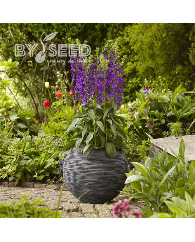 Lobelia Starship Blue (graines enrobées)