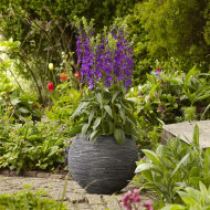 Lobelia Starship Blue (graines enrobées)