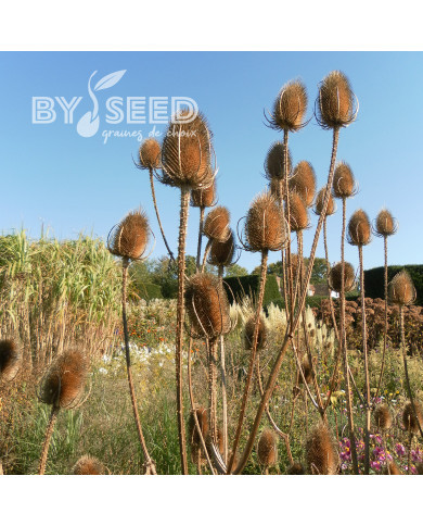 Cardère sauvage - Dipsacus sylvestris