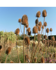 Carotte ornementale Dara