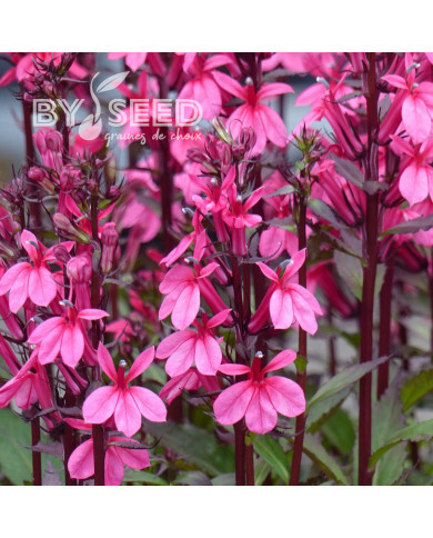 Lobelia Starship Rose (graines enrobées)