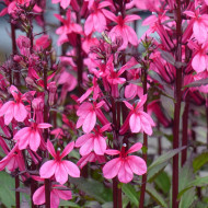 Lobelia Starship Rose (graines enrobées)