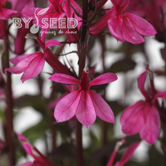 Lobelia Starship Rose (graines enrobées)