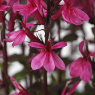 Lobelia Starship Rose (graines enrobées)