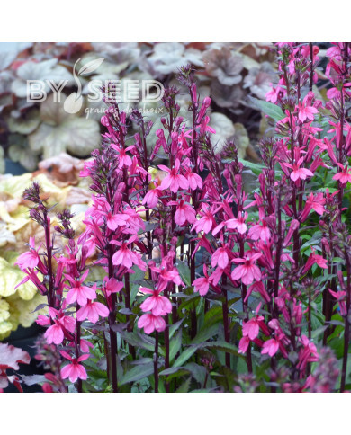 Lobelia Starship Rose (graines enrobées)