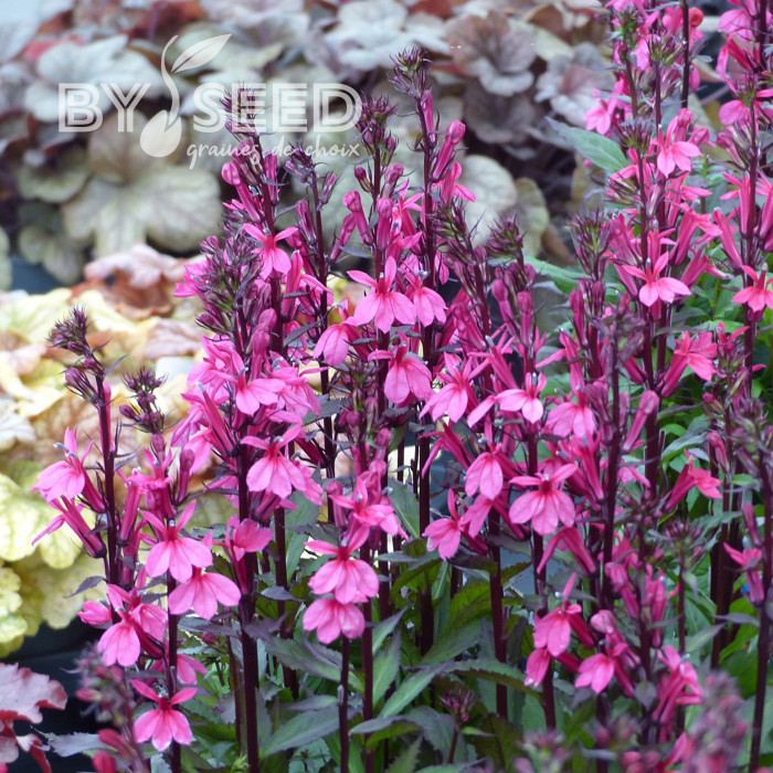 Lobelia Starship Rose (graines enrobées)