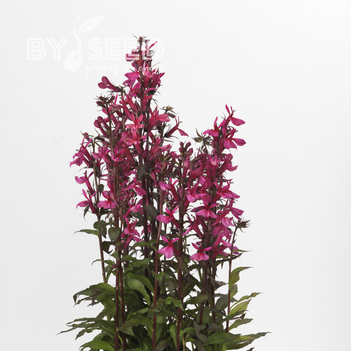 Lobelia Starship Rose (graines enrobées)