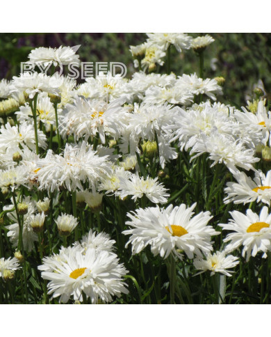 Grande marguerite Crazy Daisy