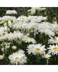 Mélange de fleurs comestibles BIO