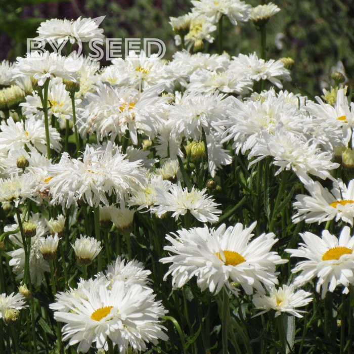 Grande marguerite Crazy Daisy