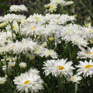 Grande marguerite Crazy Daisy