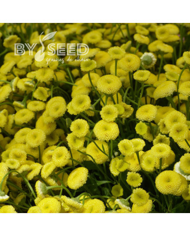 Matricaire double Amazone (graines enrobées)