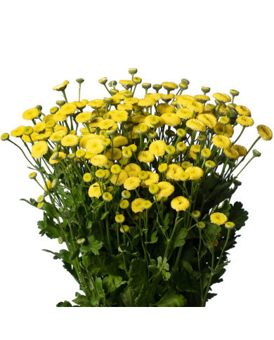 Matricaire double Amazone (graines enrobées)