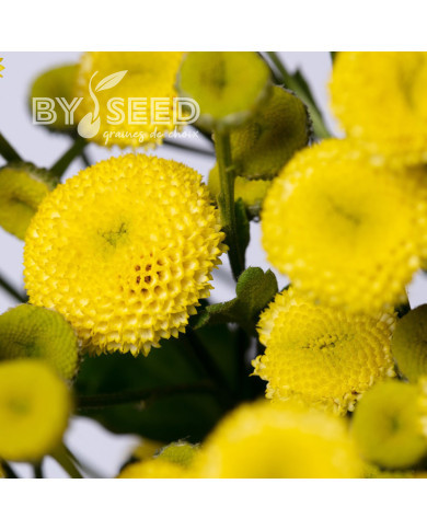 Matricaire double Amazone (graines enrobées)