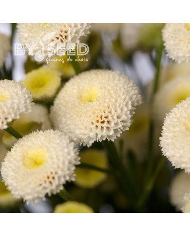 Matricaire double Baya® (graines enrobées)