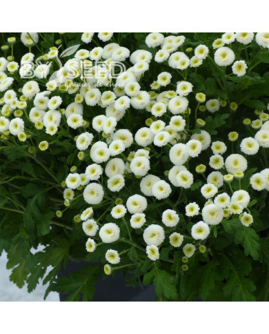 Matricaire double Baya® (graines enrobées)