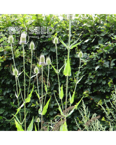 Cardère sauvage - Dipsacus sylvestris