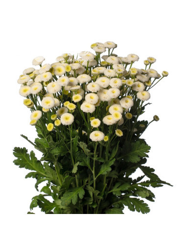 Matricaire double Baya® (graines enrobées)