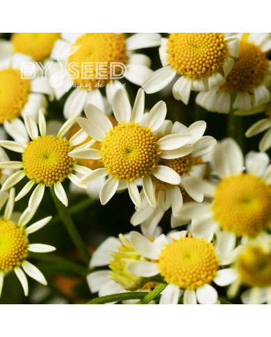 Matricaire simple Camilla (graines enrobées)