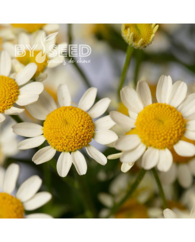 Matricaire simple Camilla (graines enrobées)