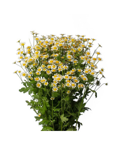 Matricaire simple Camilla (graines enrobées)