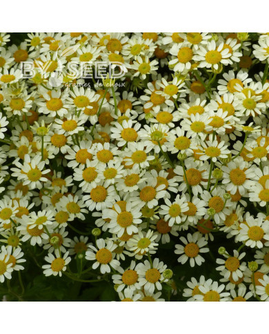 Matricaire simple Camilla (graines enrobées)