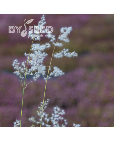 Melinis minutiflora Silver Queen