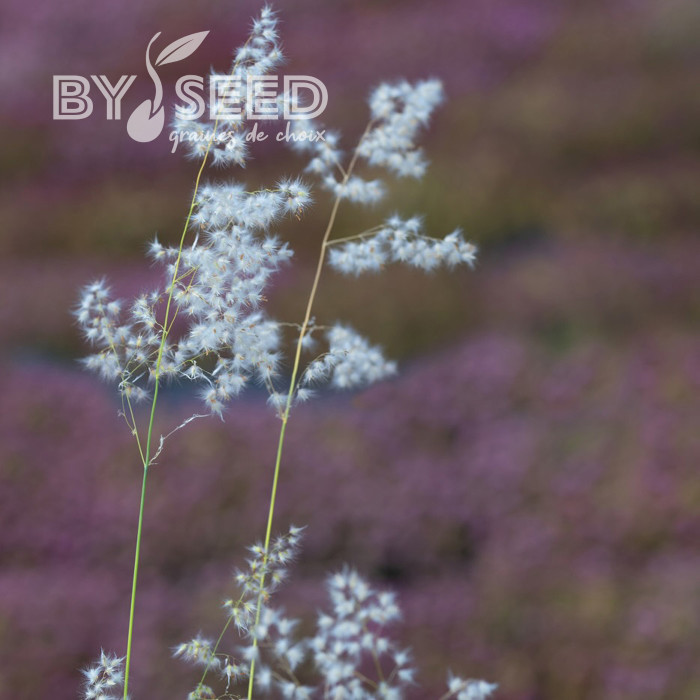 Melinis minutiflora Silver Queen