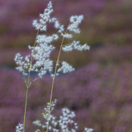Melinis minutiflora Silver Queen