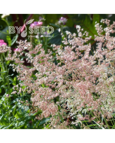 Melinis minutiflora Silver Queen