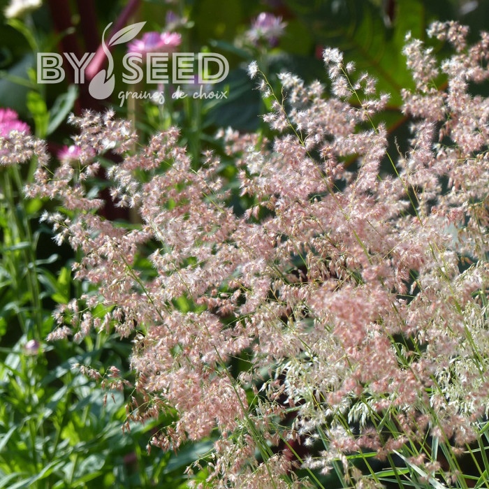 Melinis minutiflora Silver Queen