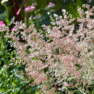 Melinis minutiflora Silver Queen