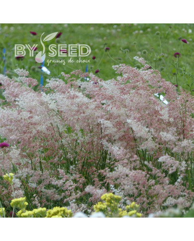 Melinis minutiflora Silver Queen