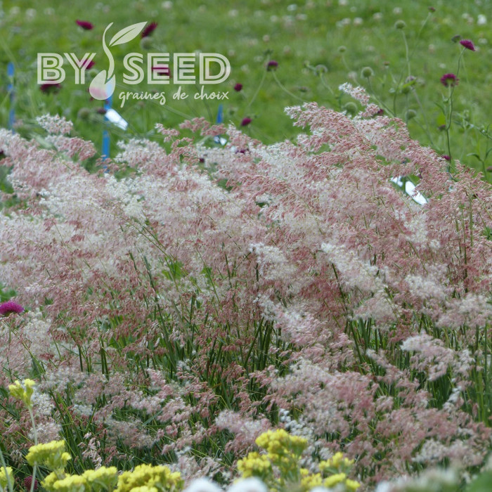 Melinis minutiflora Silver Queen