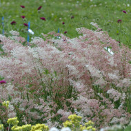 Melinis minutiflora Silver Queen