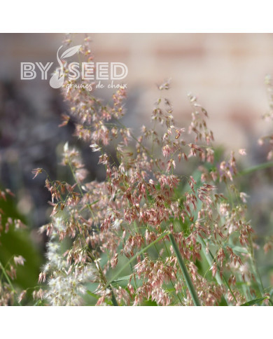 Melinis minutiflora Silver Queen