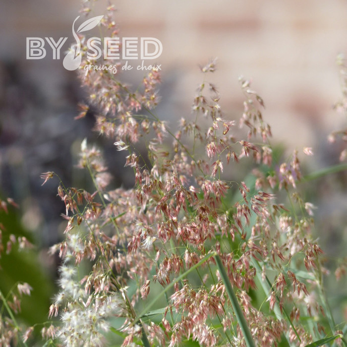 Melinis minutiflora Silver Queen