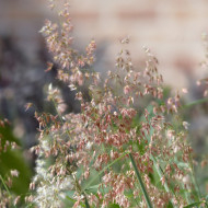 Melinis minutiflora Silver Queen