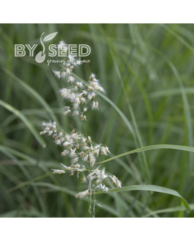 Melinis minutiflora Silver Queen